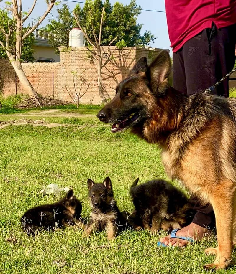 German shepherd dog Puppy For sale / German Shepherd sale 0308 8688984 8