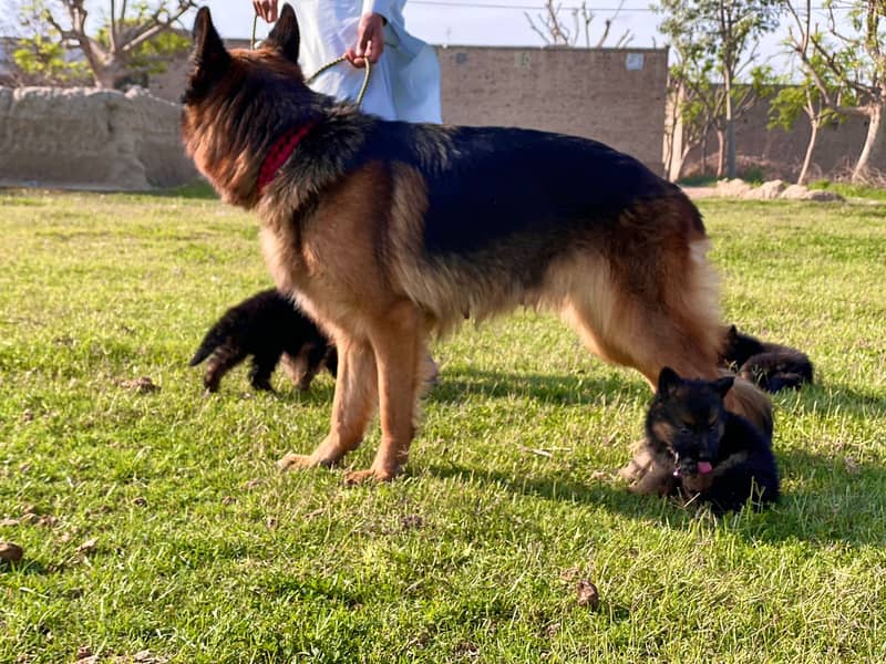 German shepherd dog Puppy For sale / German Shepherd sale 0308 8688984 9