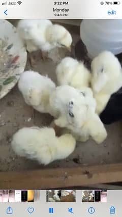 8 shamoo chicks age 5 days
