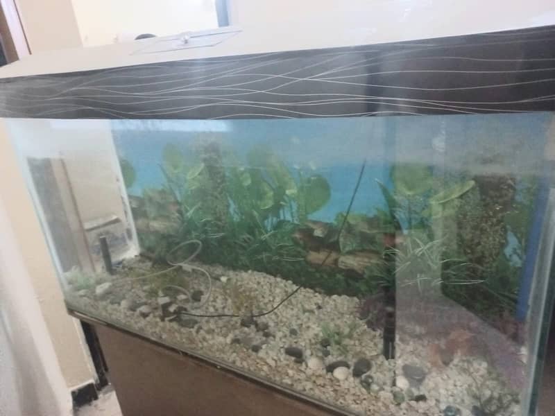 fish Aquarium 1