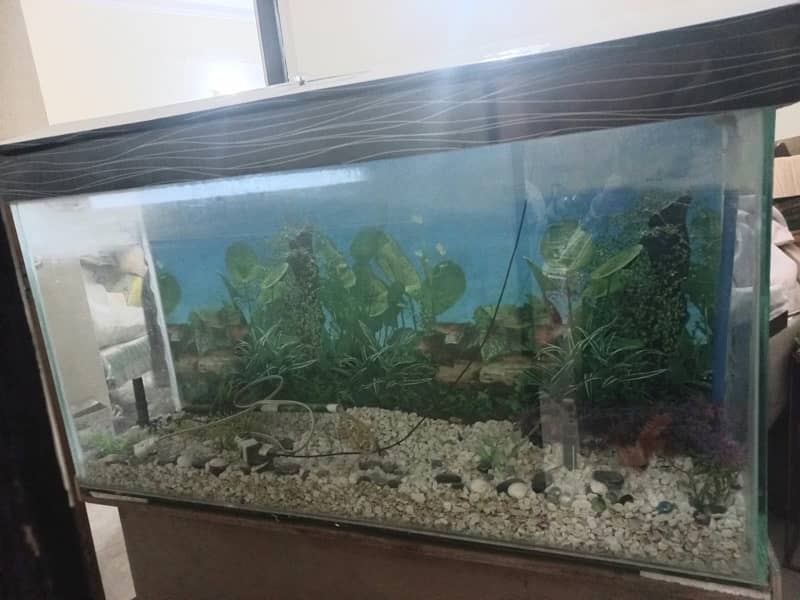 fish Aquarium 2