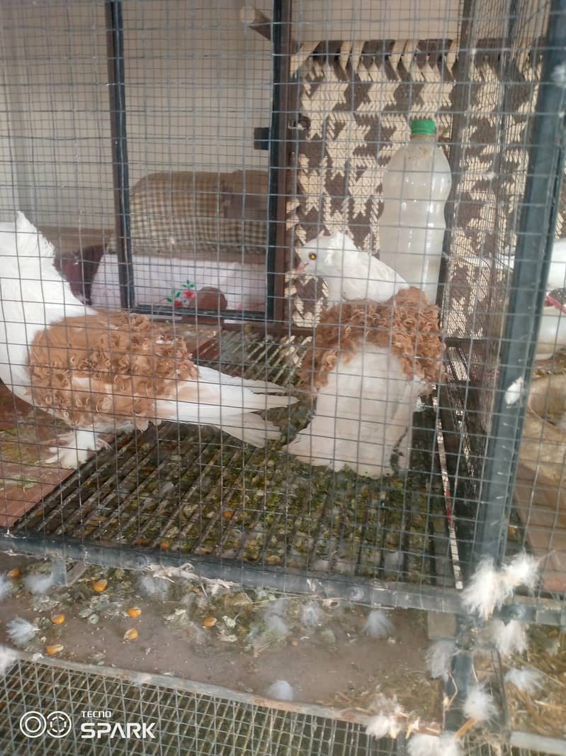 Saddle frillback pigeons with cage 0