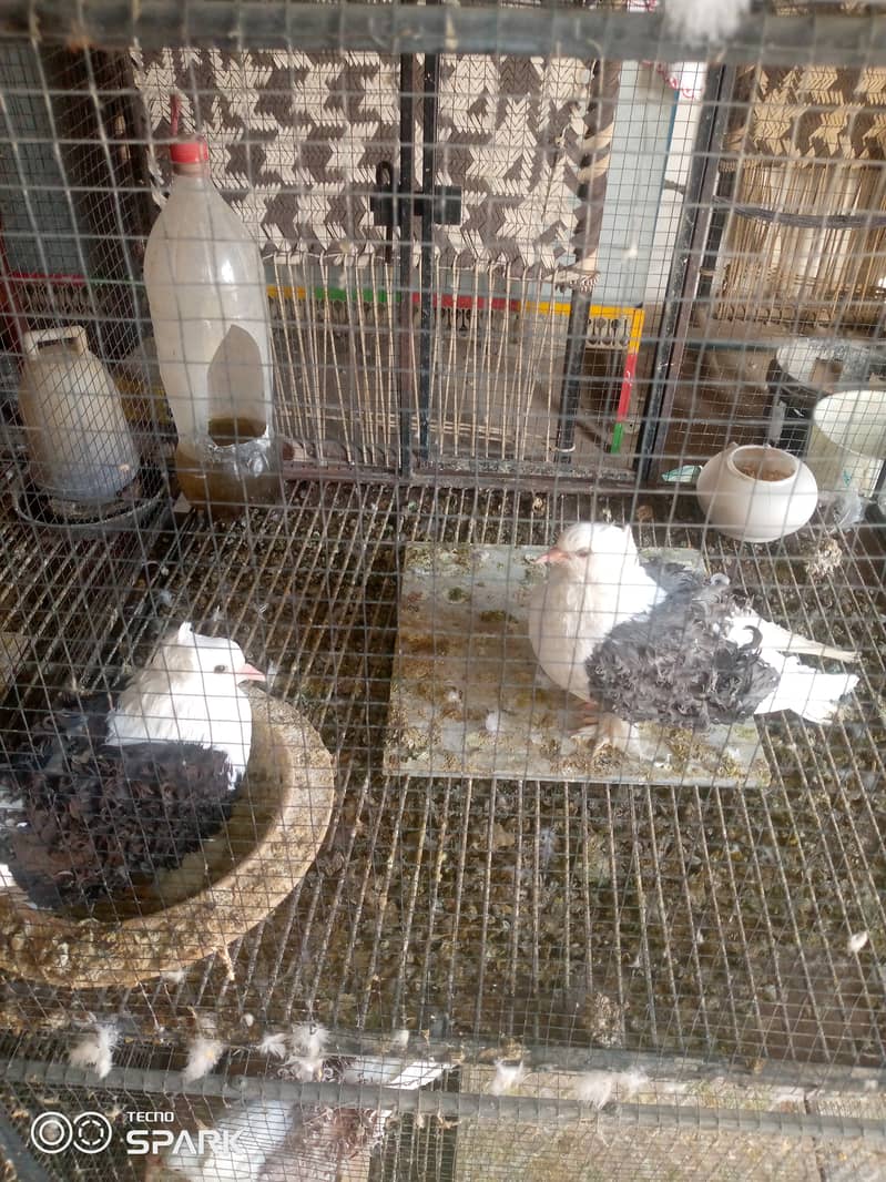 Saddle frillback pigeons with cage 1