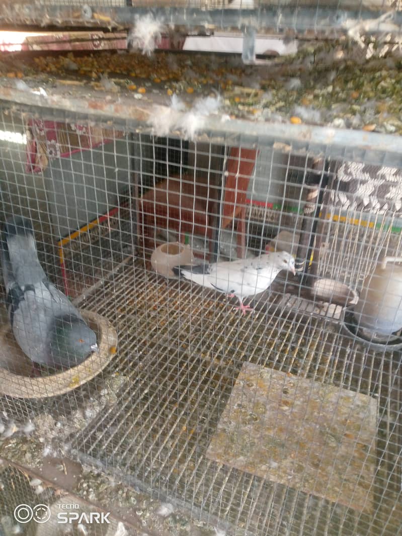 Saddle frillback pigeons with cage 2
