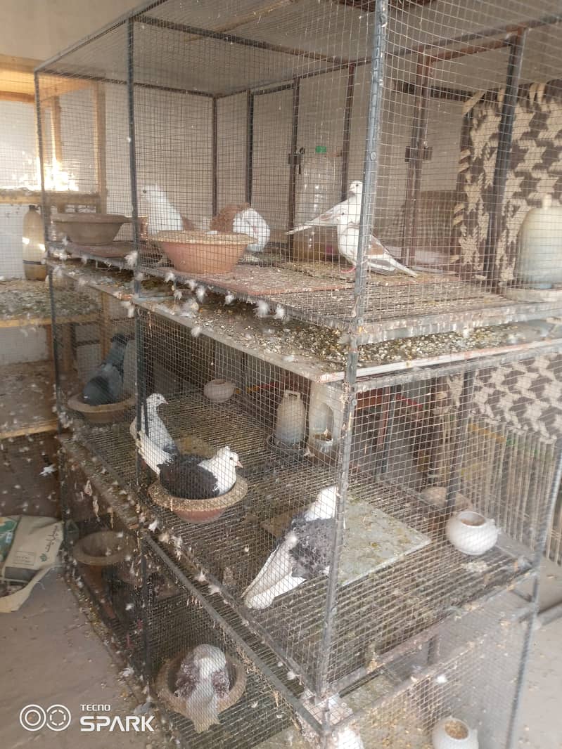 Saddle frillback pigeons with cage 3