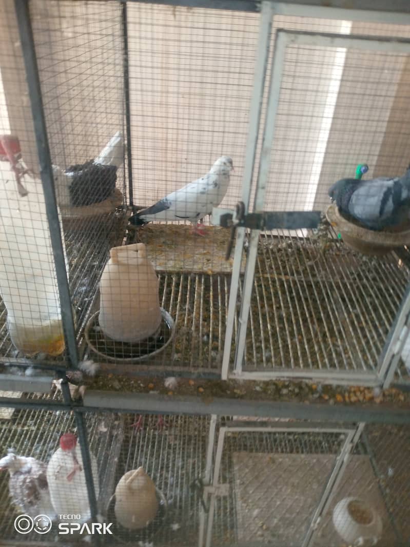 Saddle frillback pigeons with cage 5