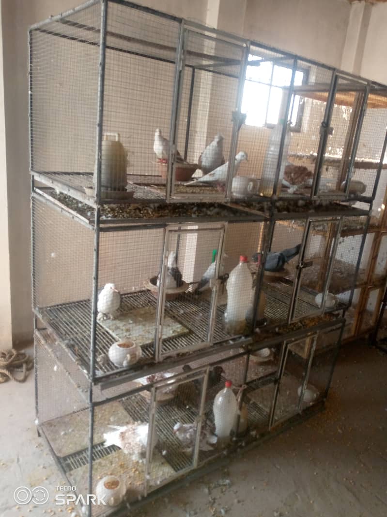 Saddle frillback pigeons with cage 8