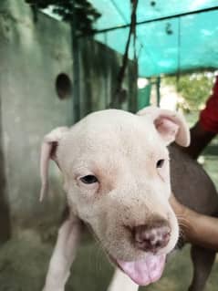pitbull 3 female puppies available for sale. 3