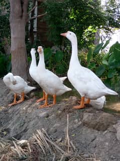 Ducks pair white colour