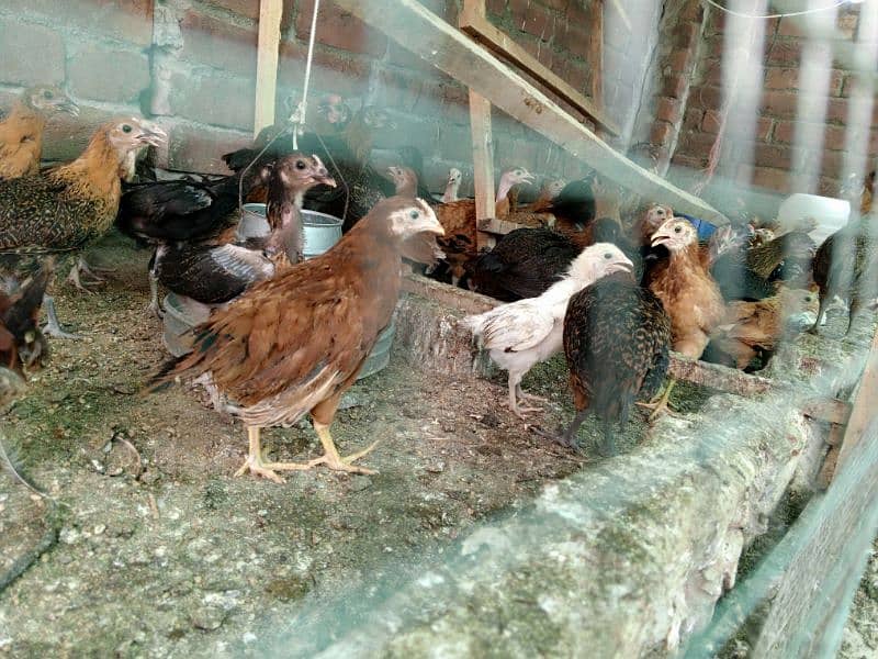 Golden Misri chicks and 3 month Phatti 2