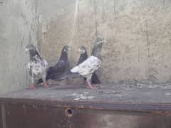 pegions for sale 0