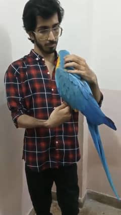 Blue&Gold macaw looking for new home