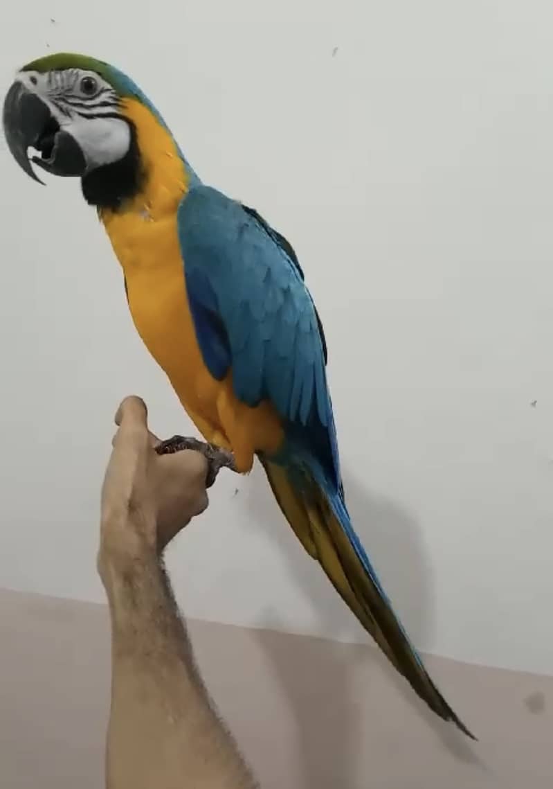 Blue&Gold macaw looking for new home 1