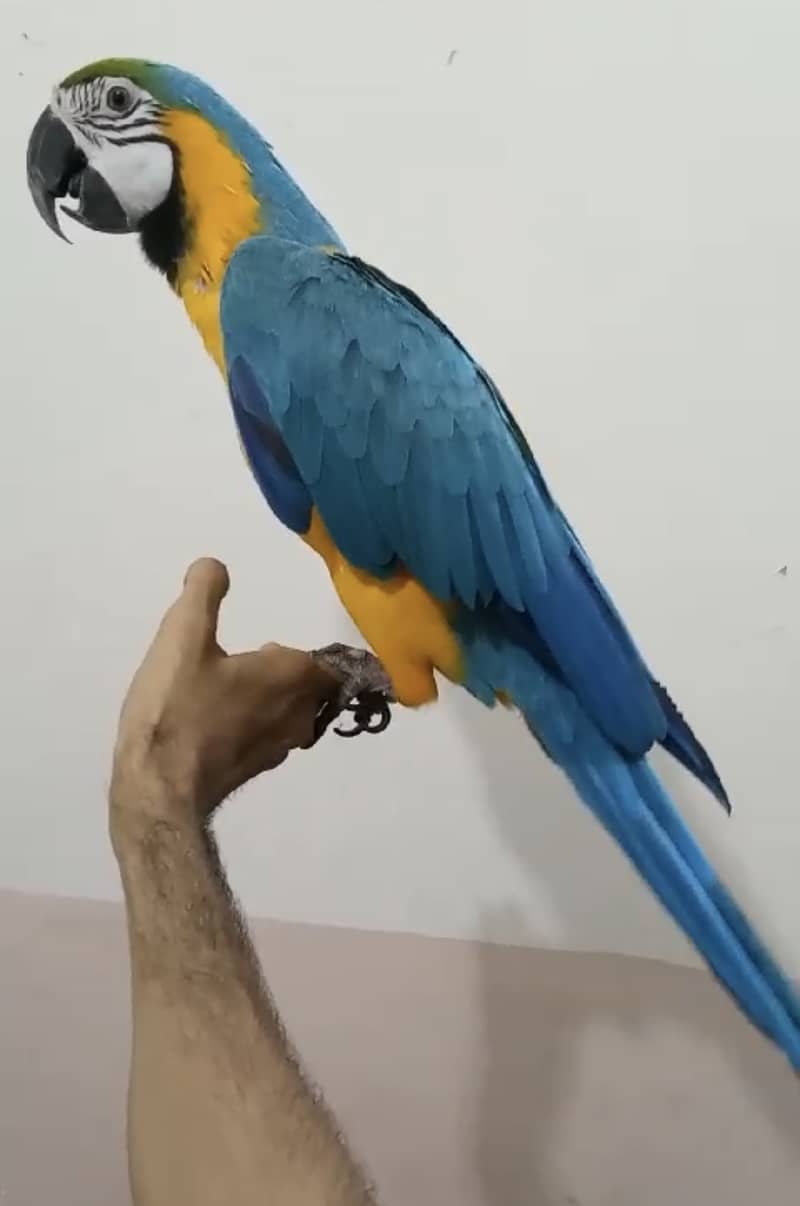 Blue&Gold macaw looking for new home 2