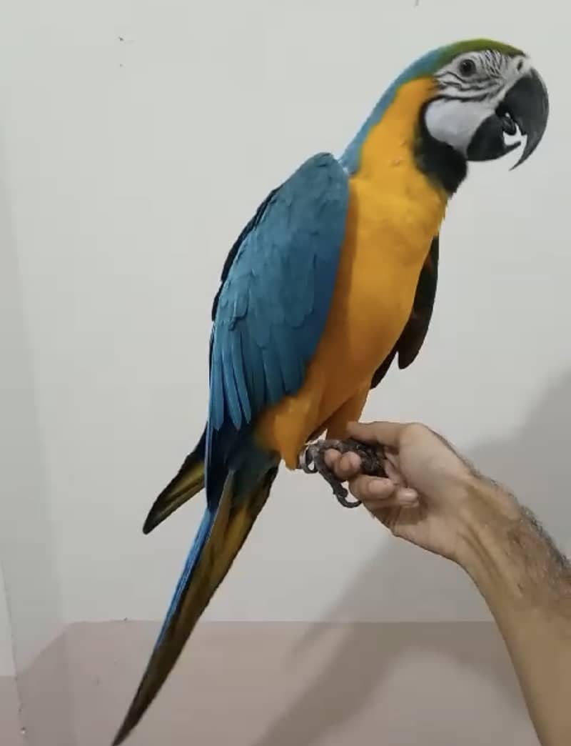 Blue&Gold macaw looking for new home 3