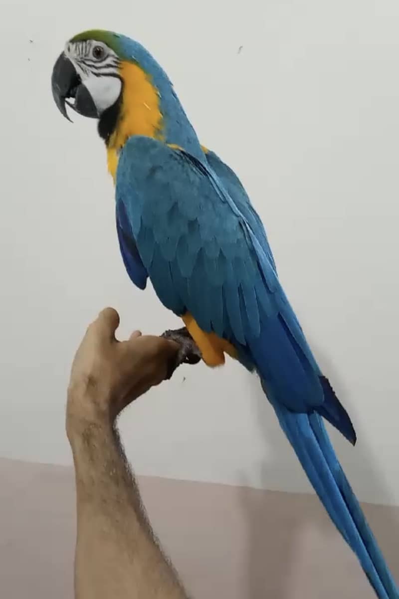 Blue&Gold macaw looking for new home 4