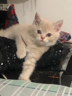 Pure tripple coated Persian cat kitten 0