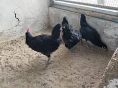 austrolorp hens/rooster for sale