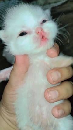 Persian Kitten / Kitten / Cat / Persian Cat For Sale / Kitten For Sale 0