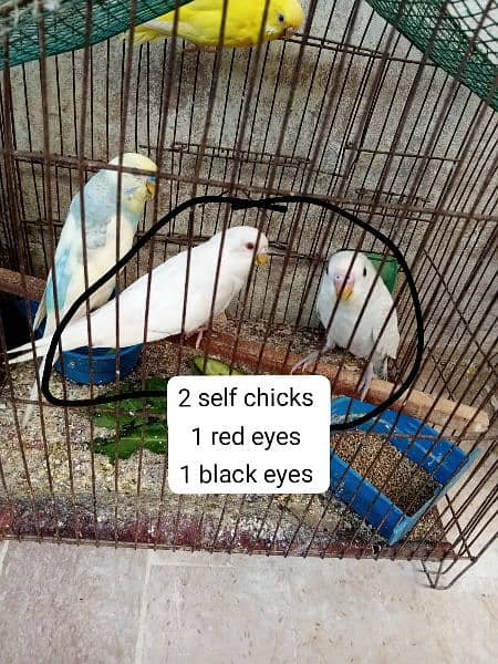 bugeis breeder pair for sale with chicks 1