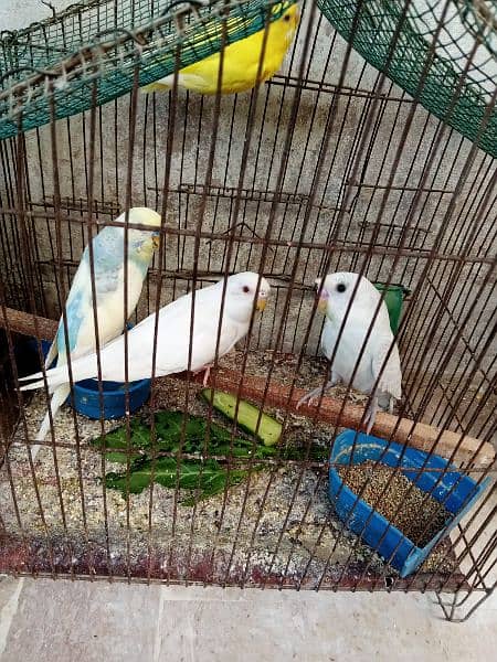 bugeis breeder pair for sale with chicks 2