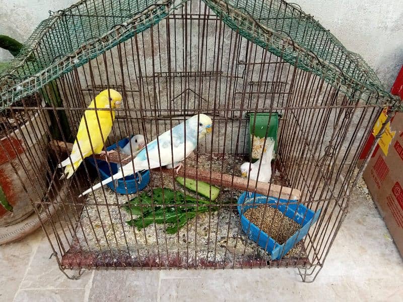 bugeis breeder pair for sale with chicks 3
