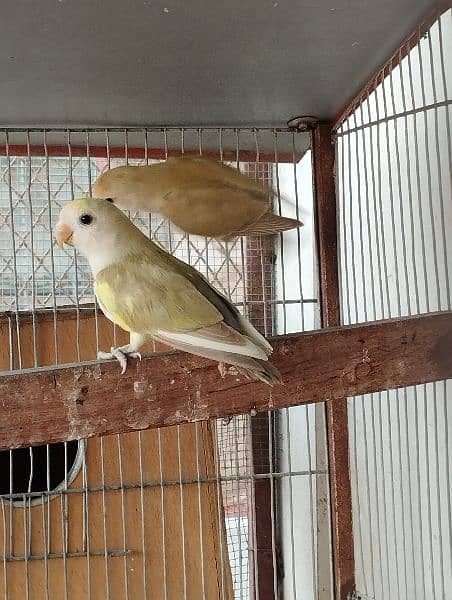 fisher lutino lovebird albino 2