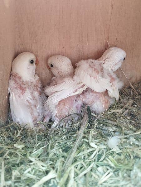 fisher lutino lovebird albino 3