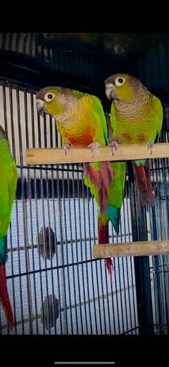 conure yellow sided red factor