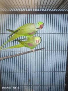 adult pair rha parrot