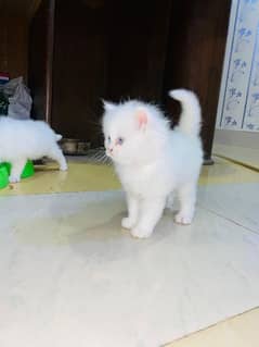 Triple coat Persian Full tame Kitten white with blue eyes 8 piece