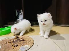 Triple coat Persian Full tame Kitten white with Green Eyes 3 piece