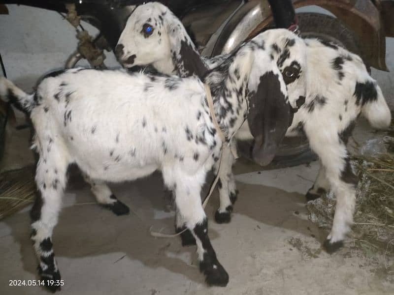 4 Desi Goats for sale 1