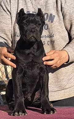 Cane corso puppy are Available in Pakistan
