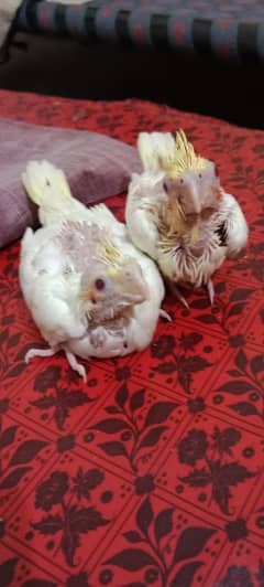 Cocktail chicks for sale