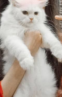 breeder white female Persian cat