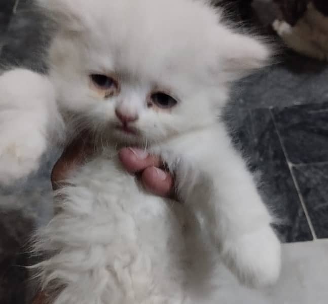 Persian cat/Persian kittens/triple coated/punch face 3