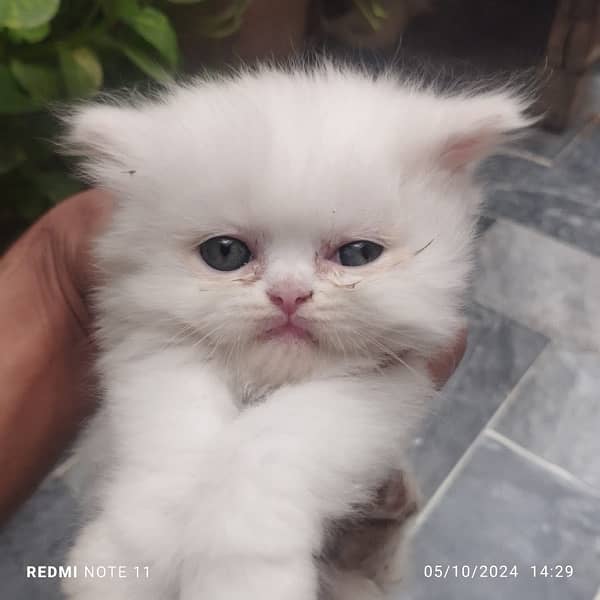 Persian cat/Persian kittens/triple coated/punch face 5