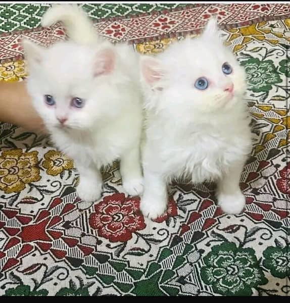 Persian cat/Persian kittens/triple coated/punch face 6