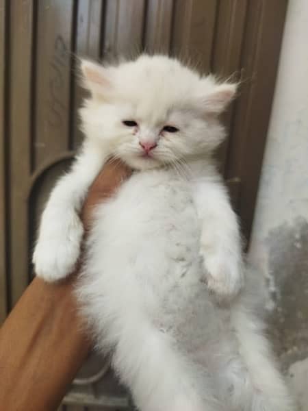 Persian cat/Persian kittens/triple coated/punch face 8