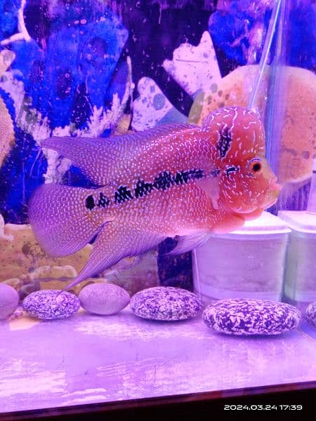 Flowerhorn Fish 1