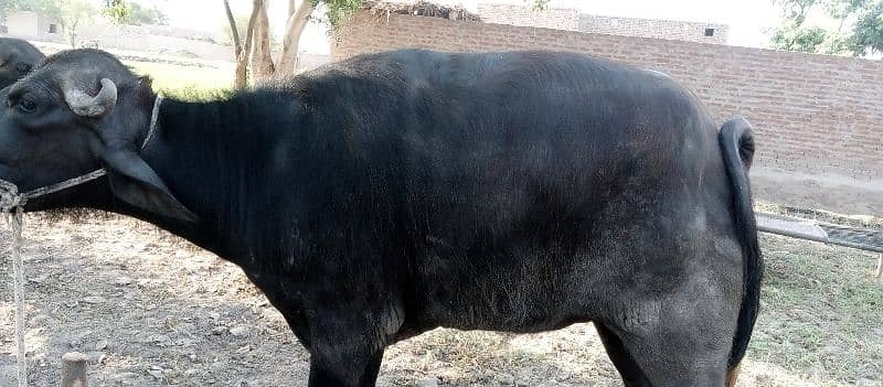 buffalo sell for eidulazha 4