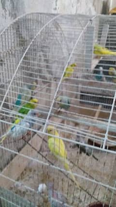 budgres parrots pairs