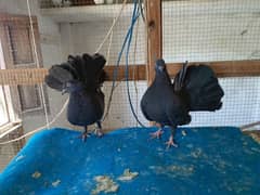 black pigeons confirm same clutch 2 pairs