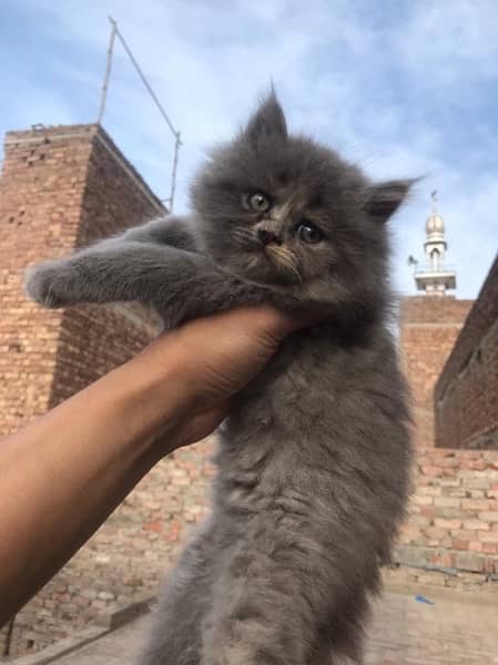 Semi Punch Persian kitten for sale 1