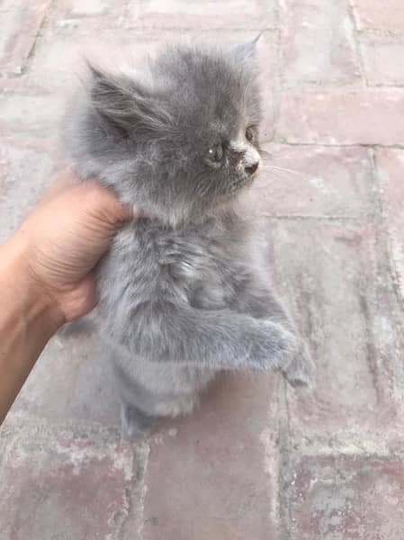 Semi Punch Persian kitten for sale 2