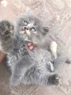 Semi Punch Persian kitten for sale