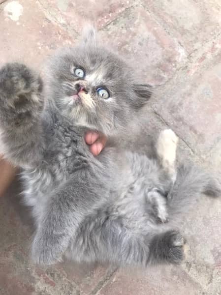 Semi Punch Persian kitten for sale 0