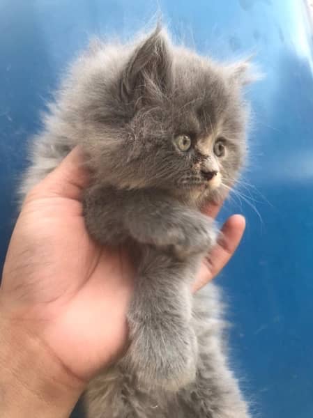 Semi Punch Persian kitten for sale 3
