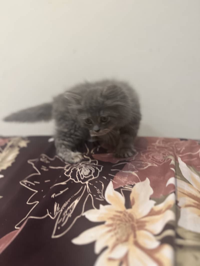 2 cats for sale Peshawar read add 3